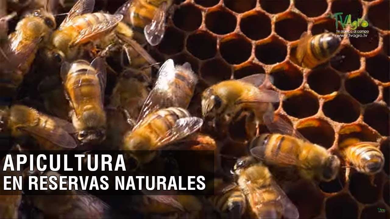 Apicultura en reservas naturales - TvAgro por Juan Gonzalo Angel Restrepo