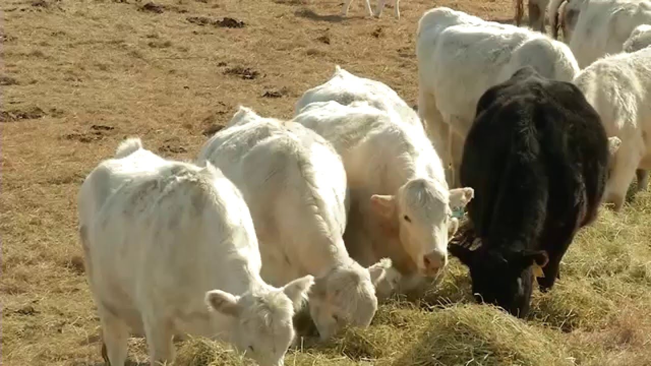Swath Grazing to Reduce Winter Beef Cattle Feed Costs