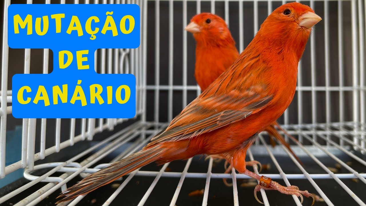 MUTAÇÃO de CANÁRIO: Ágata Eumo Vermelho Intenso