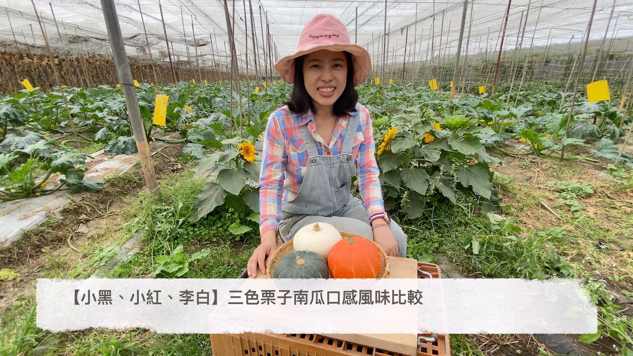 三色栗子南瓜口感風味比較 | 小黑、小紅、李白各有特色