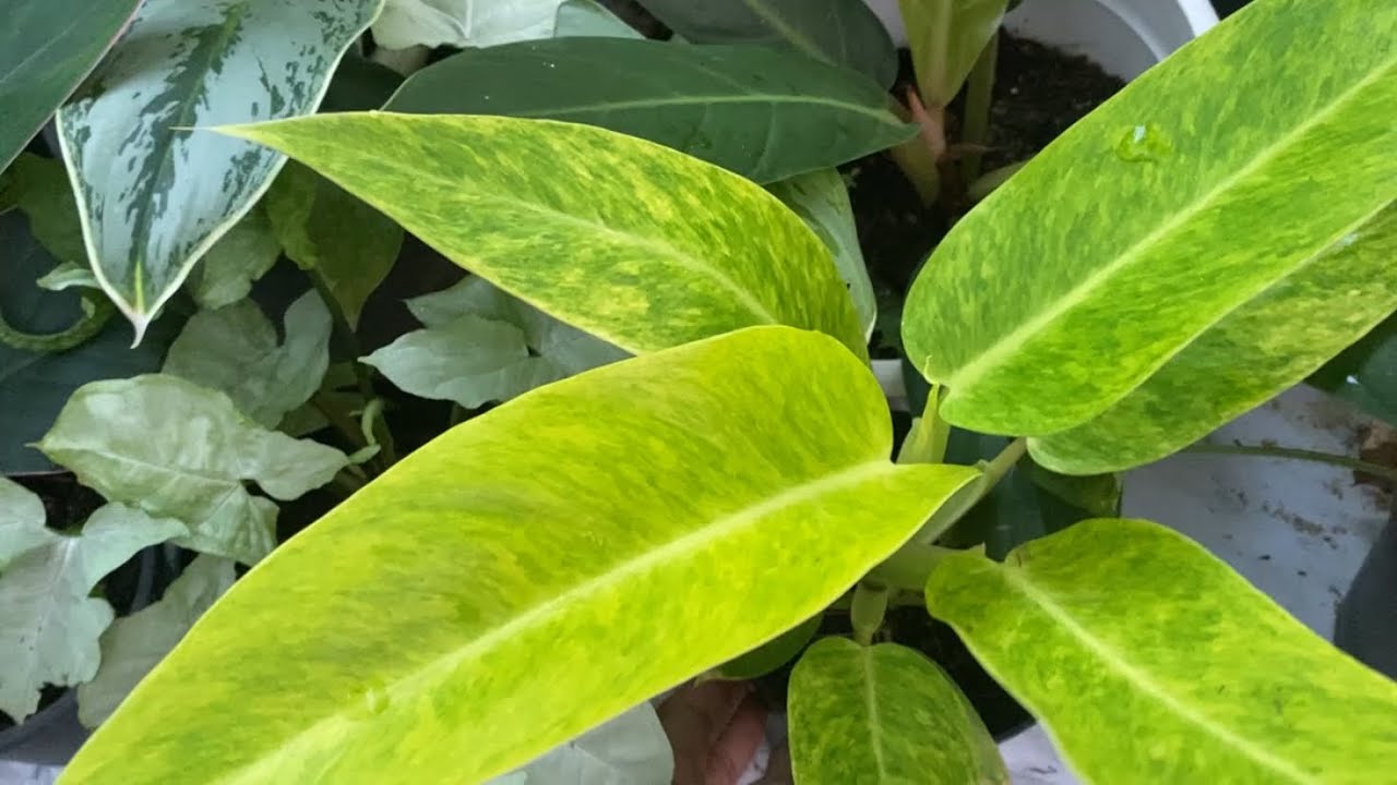 මගේ පැළ තවානට අලුතෙන් එකතු වුණු යාලුවෝ. 🪴 