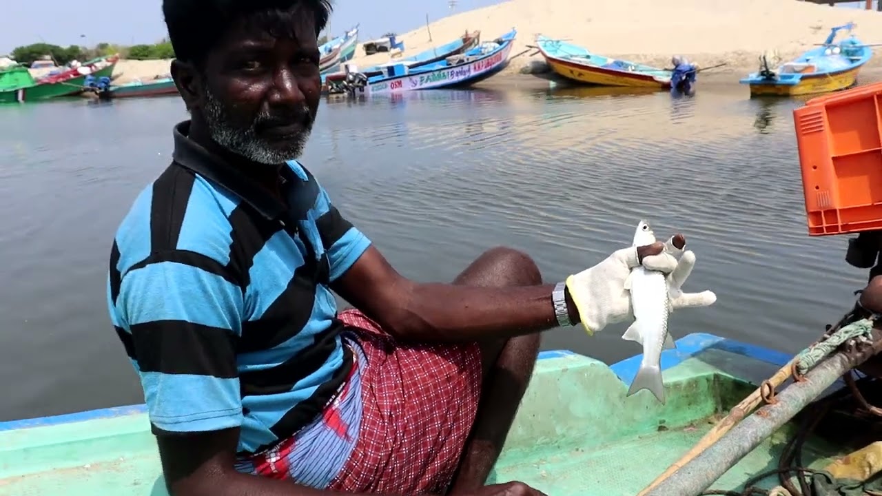 Master of Mullet Fish Fishing in River