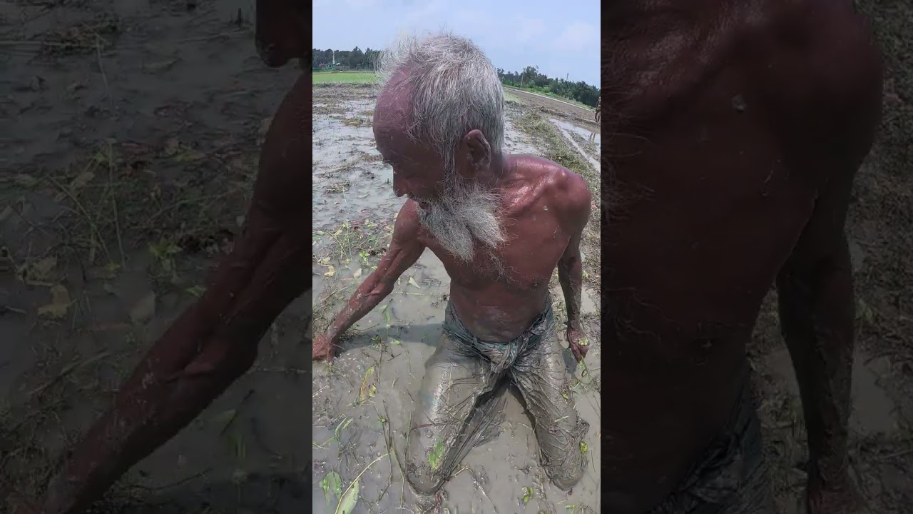 ৮০ বছরের মুরুব্বির খেতের আগাছা পরিষ্কার | কৃষকের পরিশ্রমেই আমাদের মুখে ভাত 🍚 | Habib Village Life