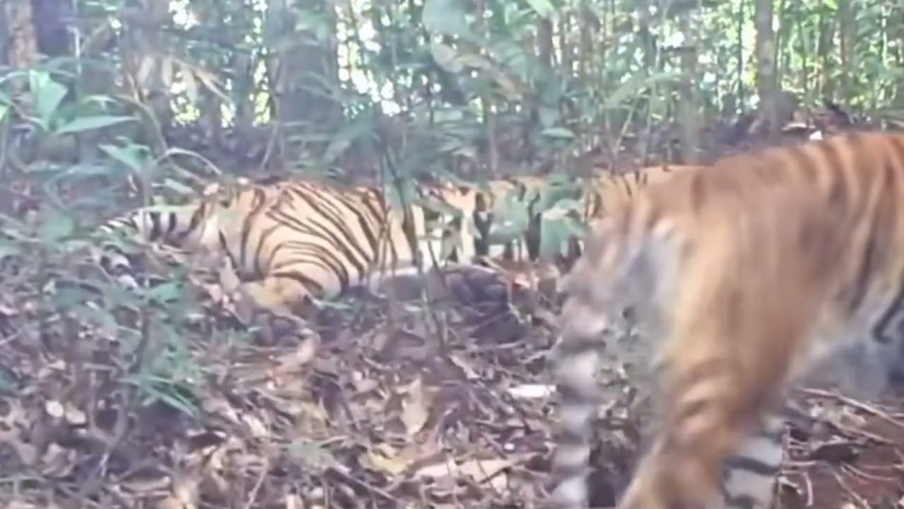 raja hutan ! yang katanya nenek moyang !!