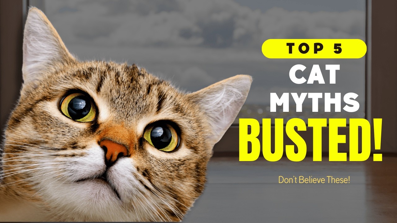 5 Cat Myths BUSTED! 😺 Separating Fact From Fiction