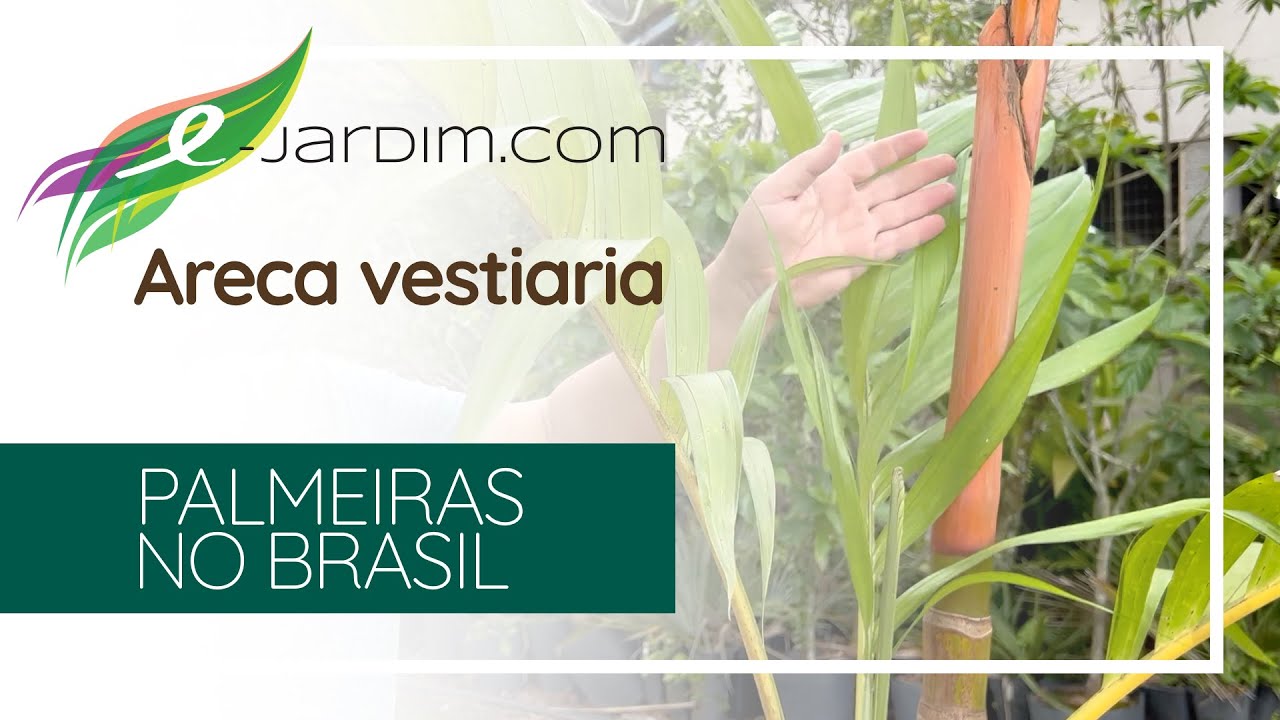Areca vestiaria - Palmeiras no Brasil | Sítio E-Jardim
