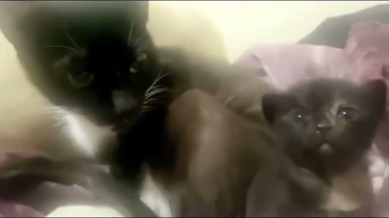 dinky cat full video (found media)