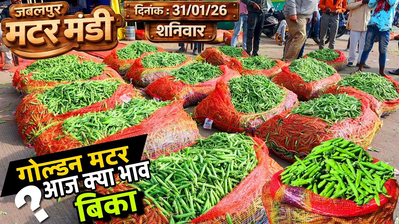 Jabalpur Matar Mandi Bhav Today 🫛 मटर मंडी भाव 31/01/26 शनिवार | आज गोल्डन मटर क्या भाव बिका देखें