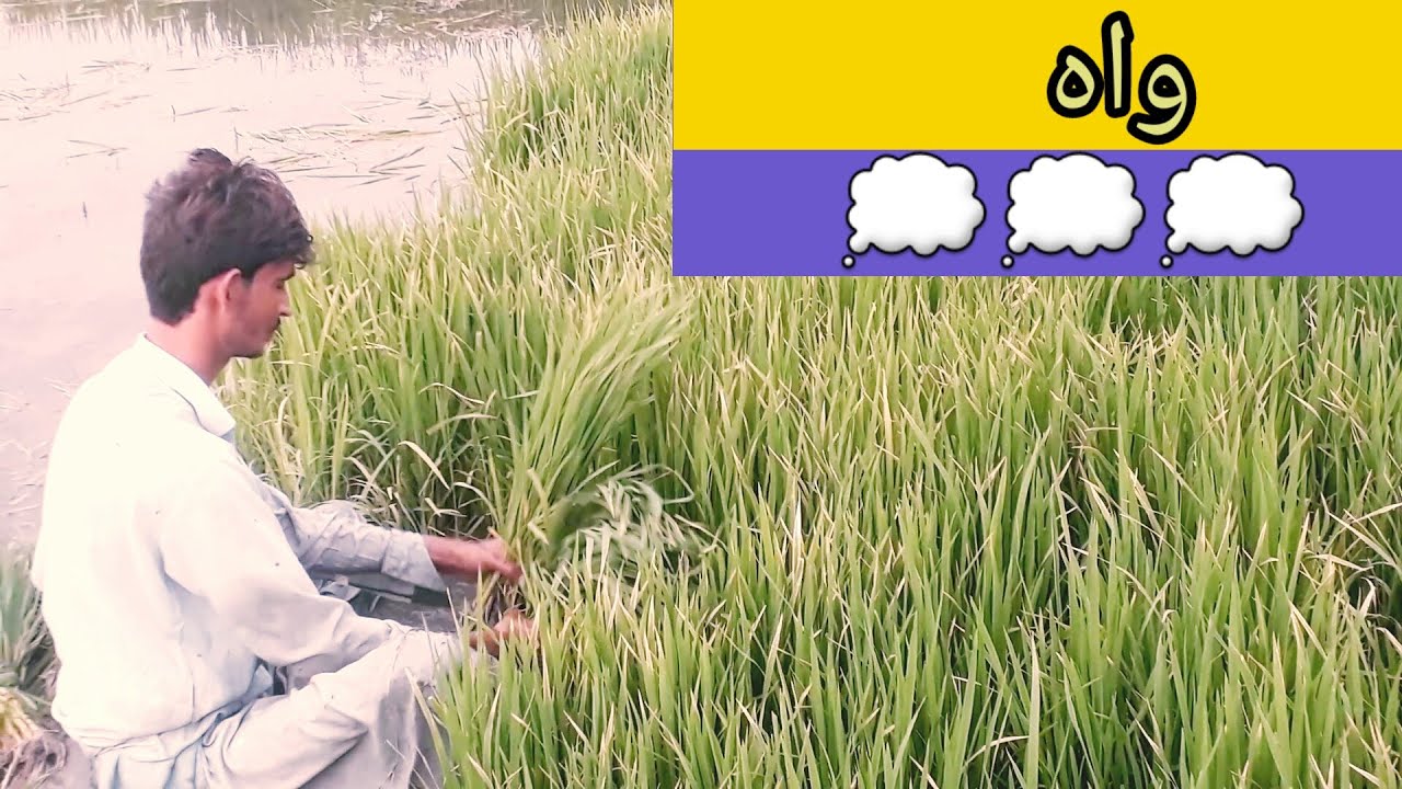 Clouds beautifull scene | Rombo sindhi 2021 time is king best channel