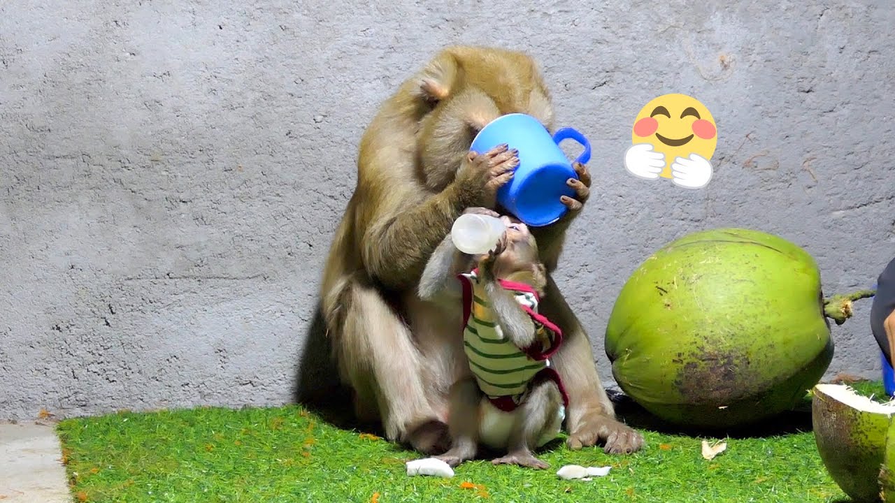 So adorable mom Phimly the smartest when drink coconut water with Roma