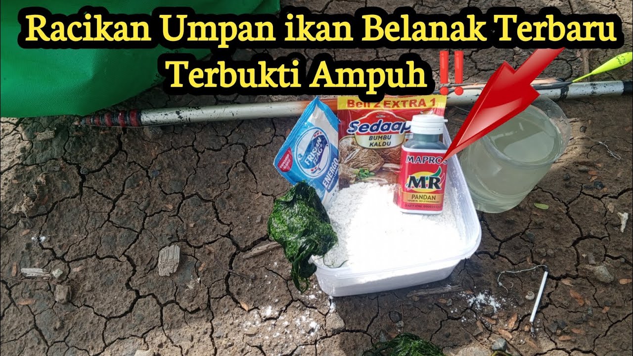 Edann‼️ikan Belanak Langsung Haup Pakai Racikan Umpan ini
