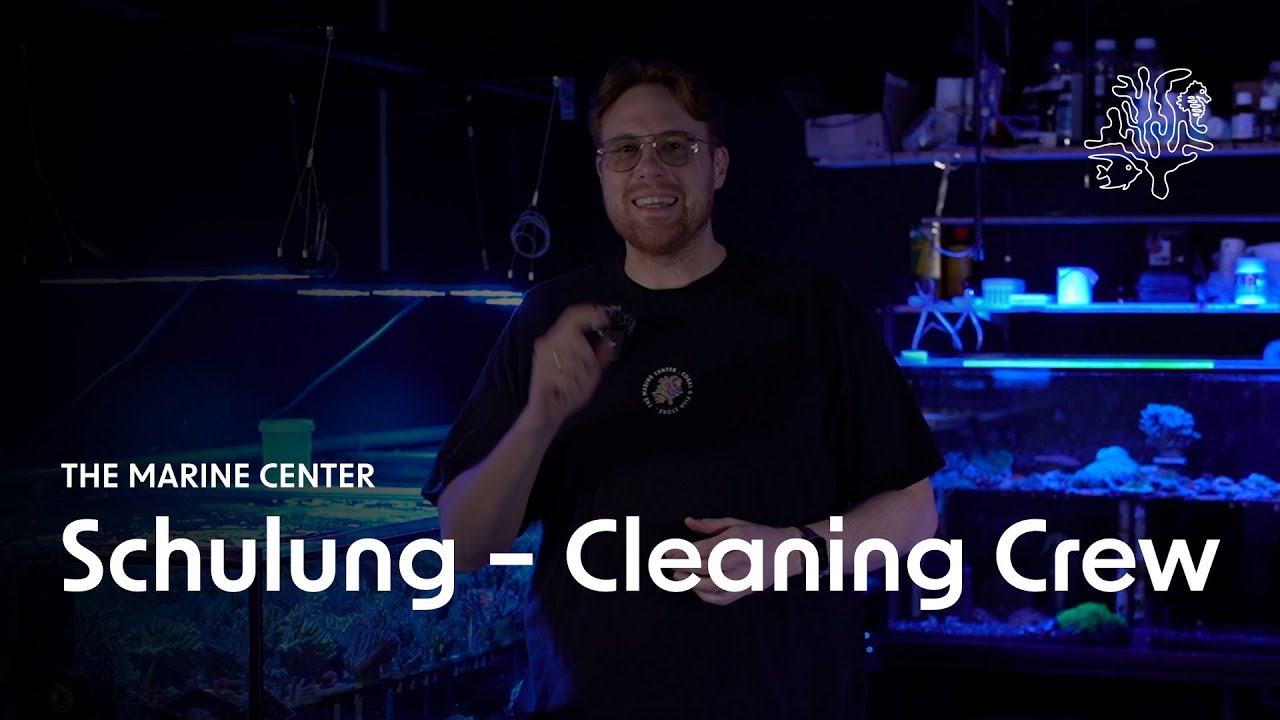 Warum deine Cleaning Crew nicht funktioniert | Schulung am 28.02.