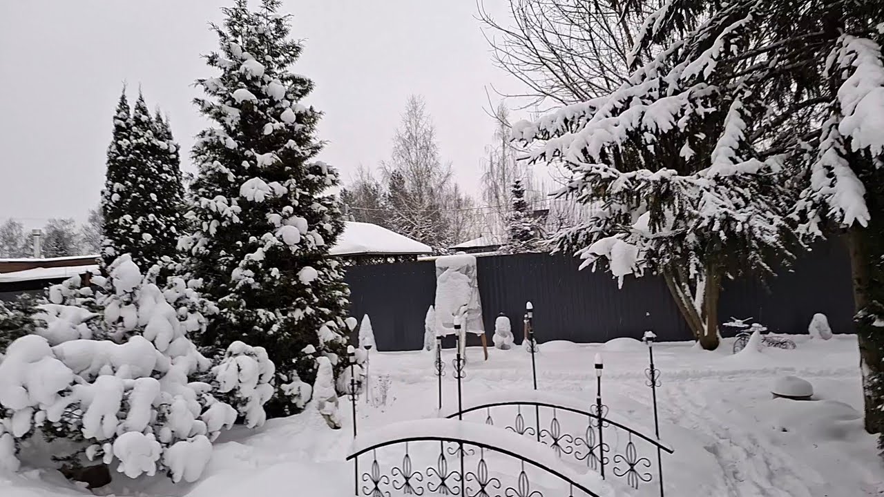 Наш хвойный сад в начале января. 2026г❄️❄️❄️