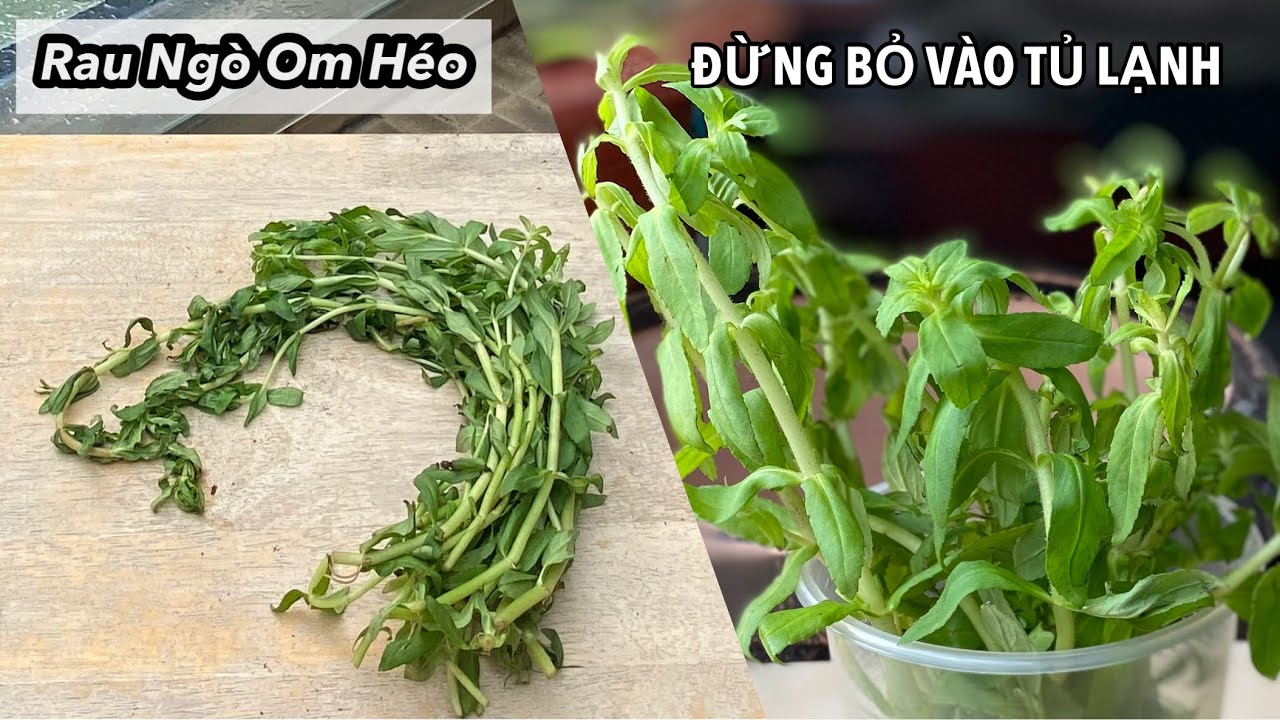 Cách Bảo Quản Rau Ngò Om Mua Ngoài Chợ Xanh Tươi Không Cần Tủ Lạnh