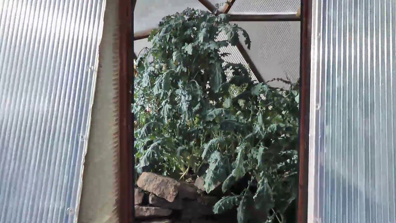 Winter Greenhouse Growing