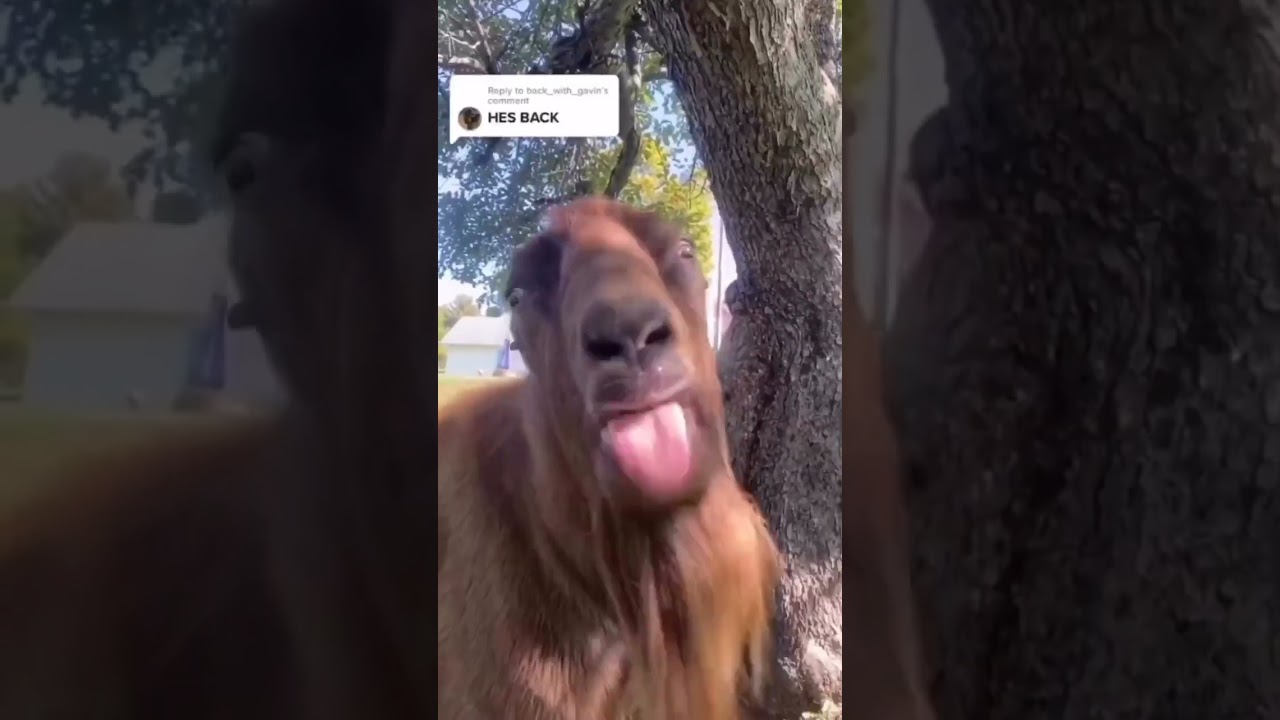 ando bakra baw#bakra #funny #funnyvideo #viralvideos#amazon