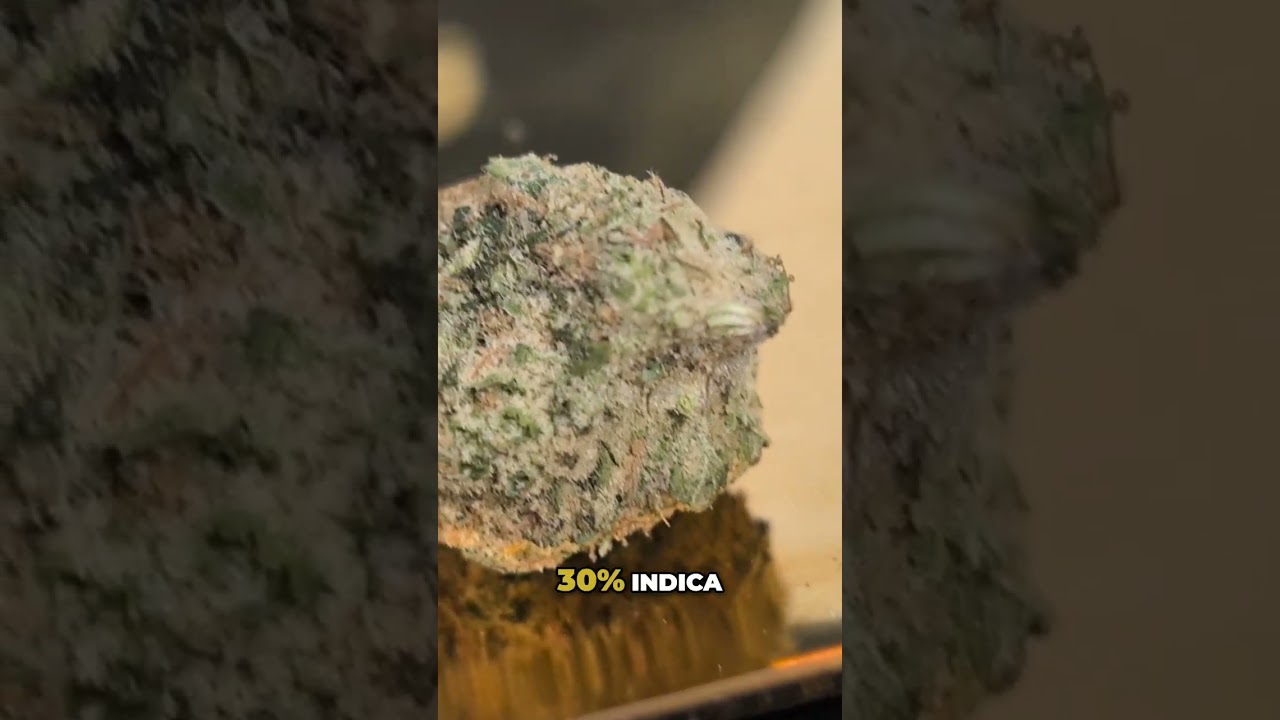Green Wildfire: Unveiling the Sativa Dominant Hybrid's Secrets