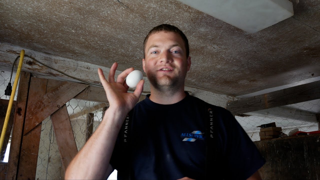 Chickens Breaking Eggs? I Found a Simple Solution