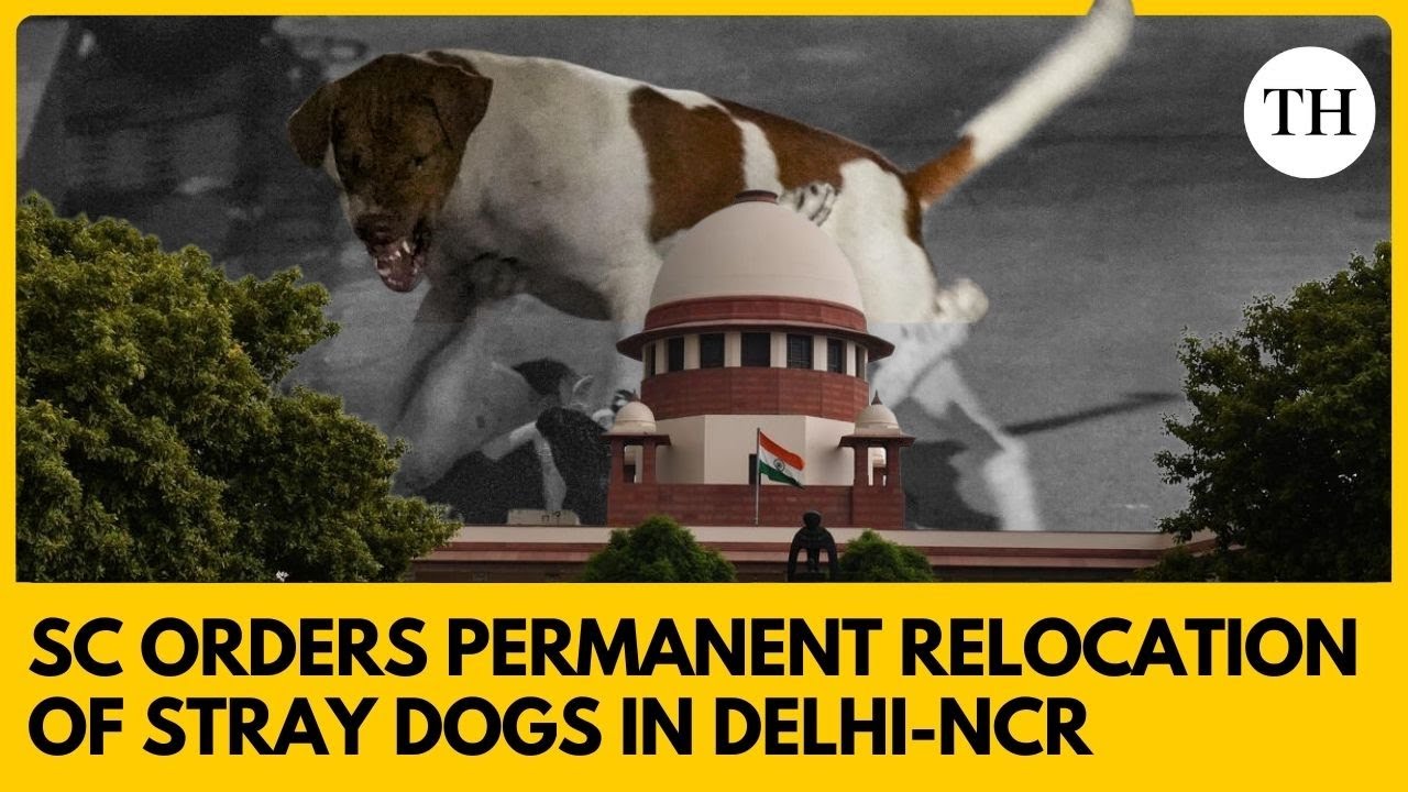 Explained: Supreme Court order on relocation of stray dogs in Delhi-NCR