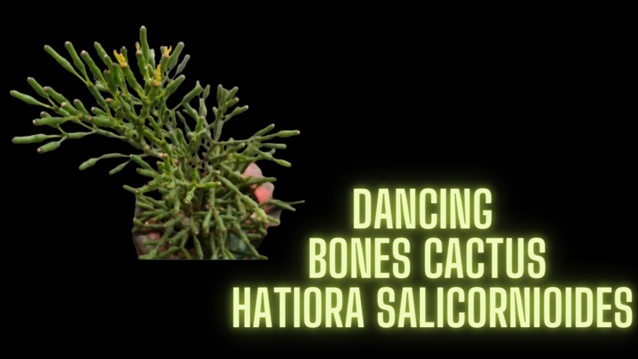 ||  DANCING BONES CACTUS  RHIPSALIS ( HATIORA ) SALICORNIODIES ) ||