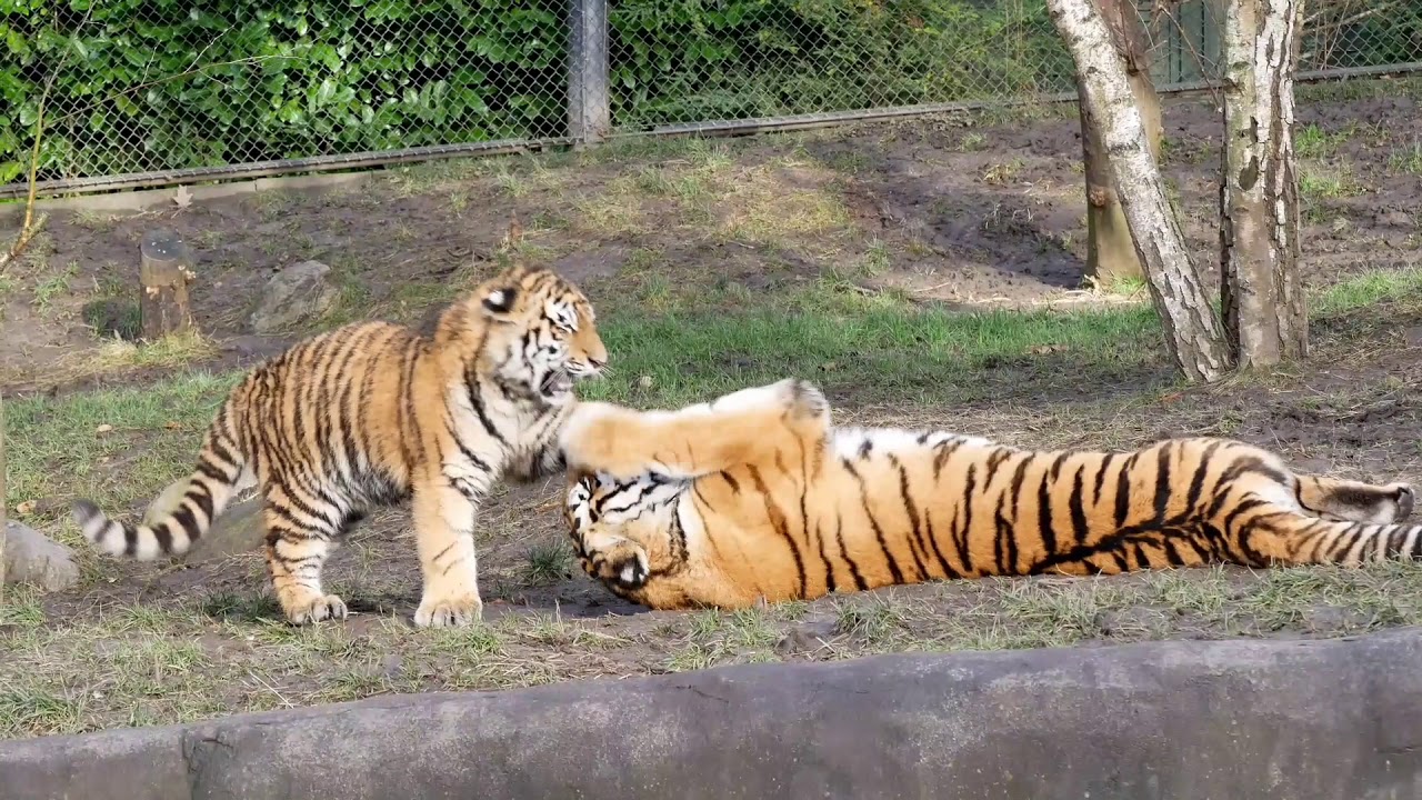 Tigerfamilie im Tierpark Hagenbeck