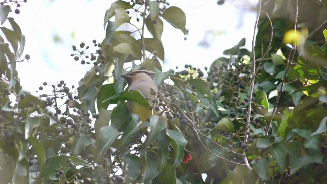 キヅタをたべるヒレンジャク Japanese Waxwing.wmv