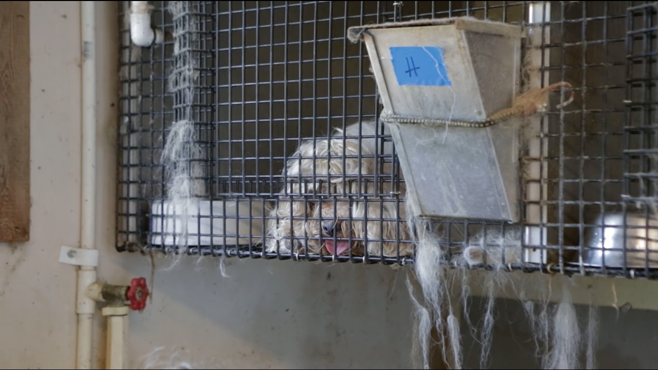 Animal Rescue Corps : Operation Summer Saves I Puppy Mill