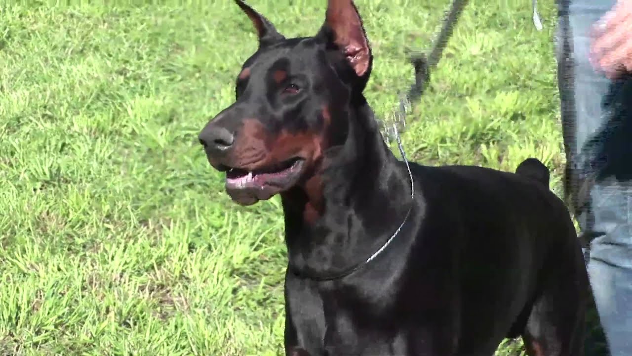 600 dobermann in Val di Fiemme, la docilità vale più della bellezza