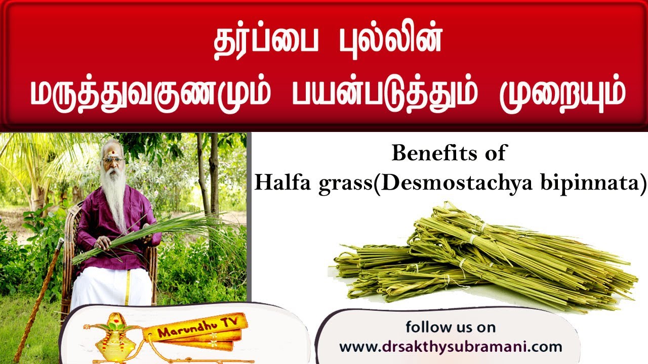 தர்ப்பை புல்லின் மருத்துவ குணமும் பயன்படுத்தும் முறையும்.