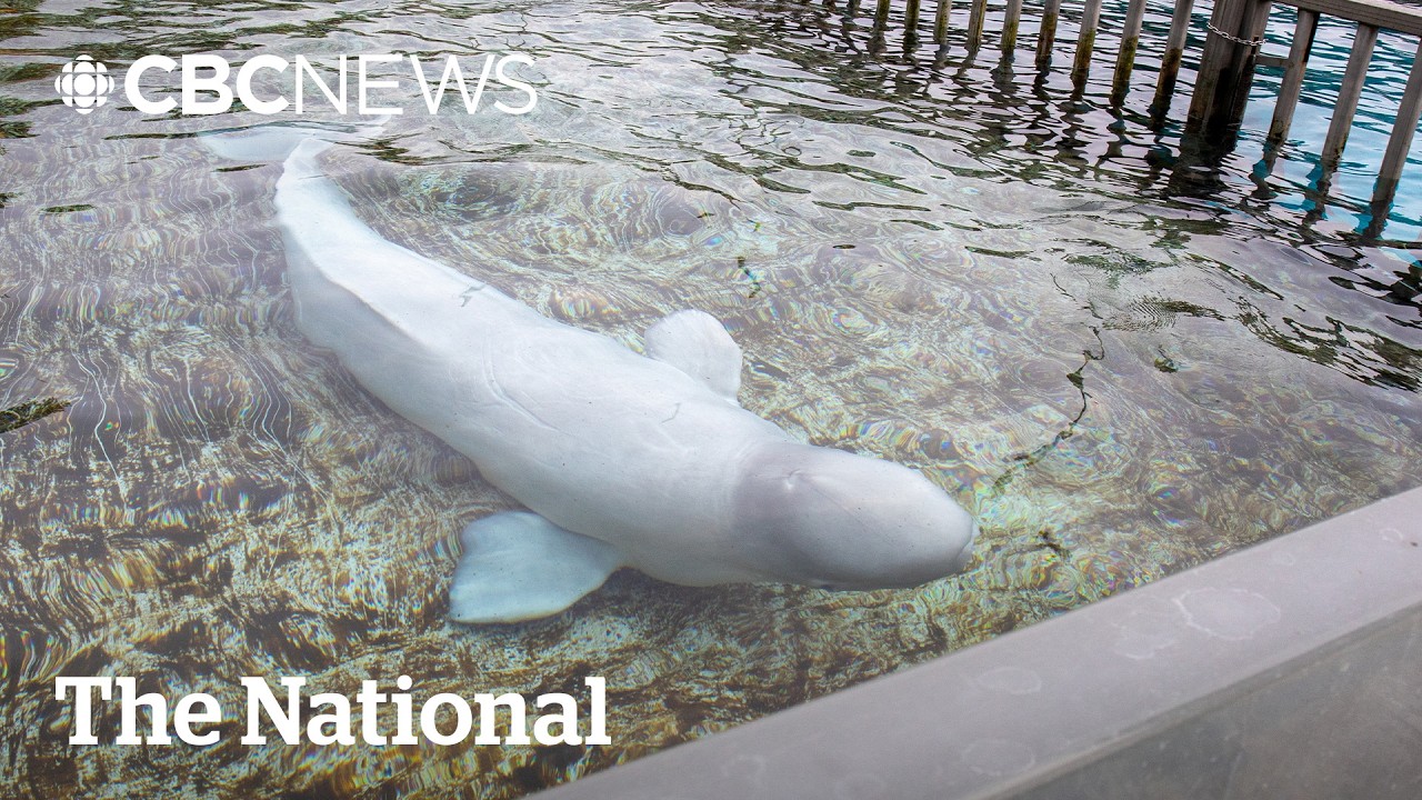 1st whales from Marineland arrive at U.S. aquariums