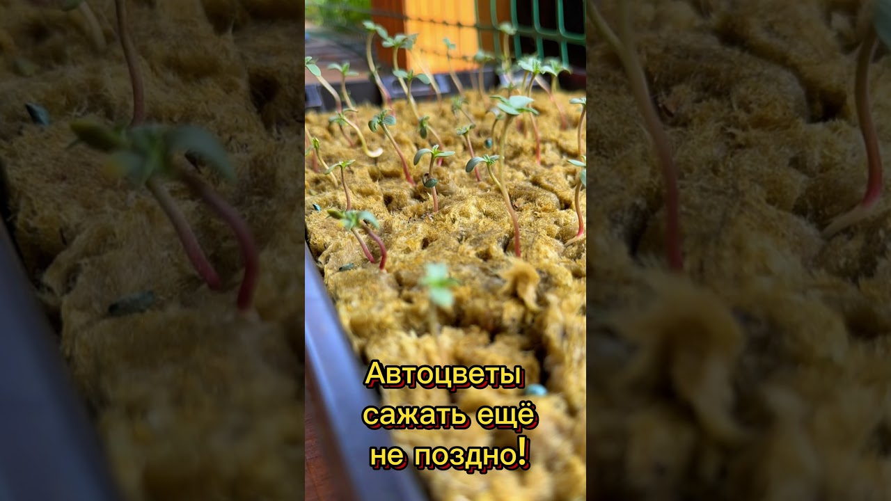 Cannabis TIMELAPSE #outdoor#hemp#выращиваниеконопли