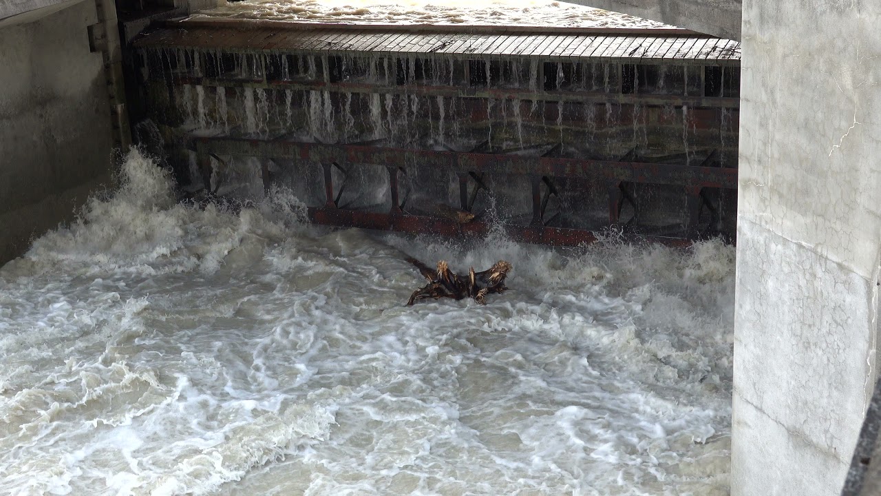 Baumstamm am Oberf&ouml;hringer Wehr beim Hochwasser Juli 2021