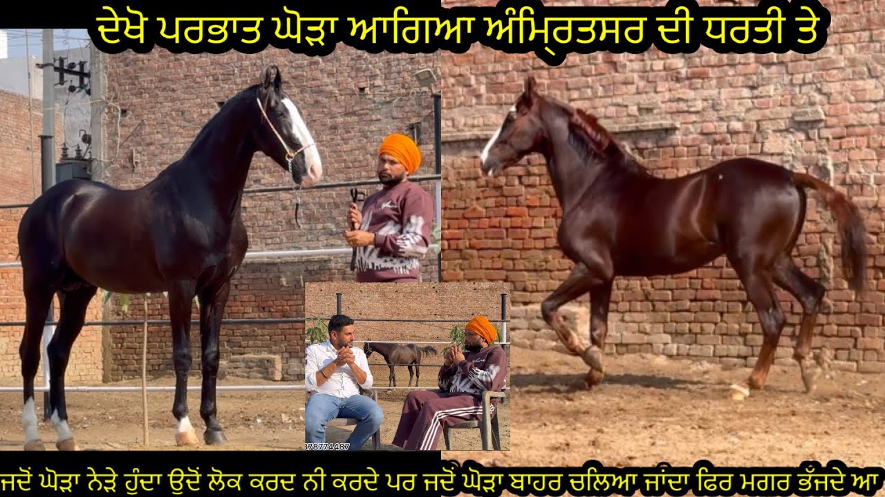 Living Legend Stallion Parbhat/Stallion Jahagir ਦੇਖੋ ਪਰਭਾਤ ਘੋੜਾ ਆਗਿਆ ਅੰਮਿ੍ਰਤਸਰ ਦੀ ਧਰਤੀ ਤੇ