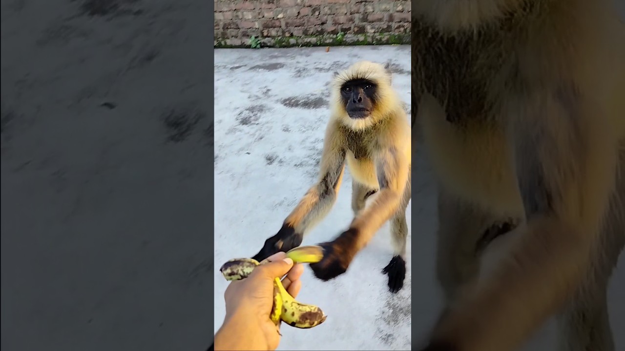 bajarang Bali 🙏🚩🚩🚩 #shorts #hanuman #bajrangbali #honu  #monkey  #viralvideo #viral #tranding #lan