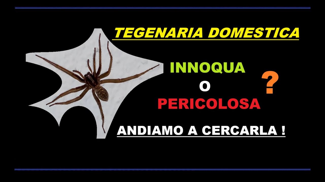 A Caccia del Ragno estivo Tegenaria - Pericoloso oppure No?