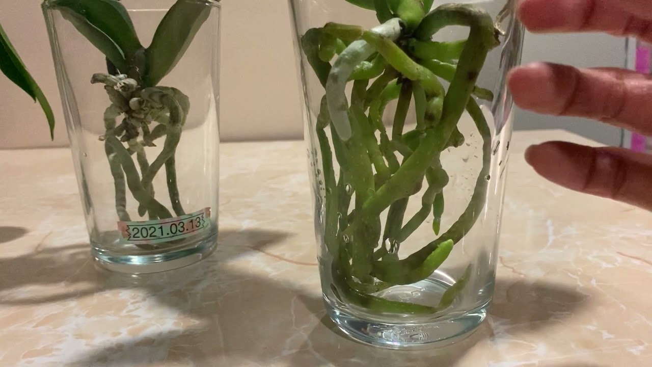 水培蝴蝶蘭不同方法分享