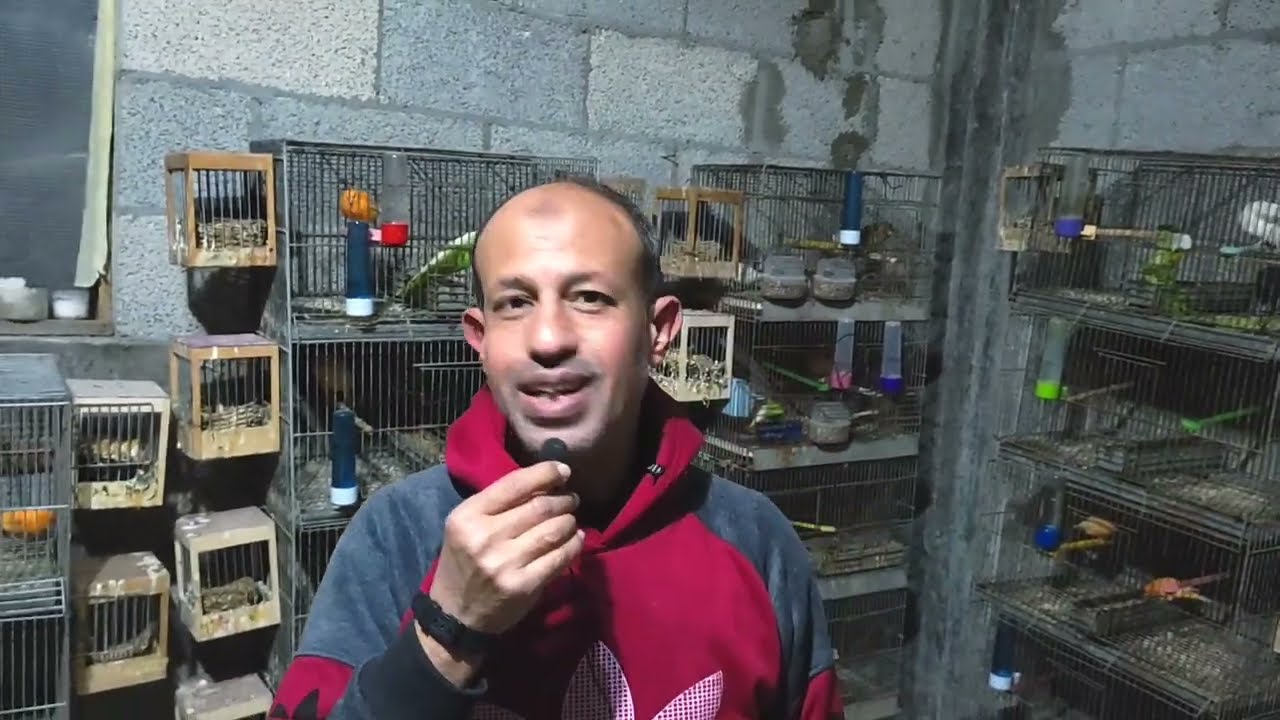 حل مجرب وأكيد لتفريغ البيض المزمن عند الكناري ،بالفلفل الأسمروالزنجبيل،شرح مفصل،اتبع التعليمات بدقة