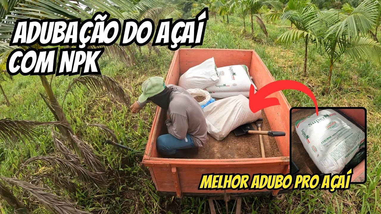 Adubando o açaí com NPK