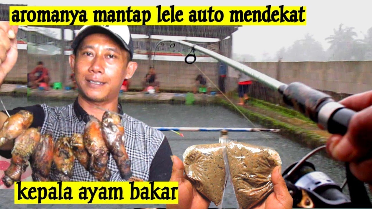 kepala ayam bakar aromanya bikin lele ngumpul