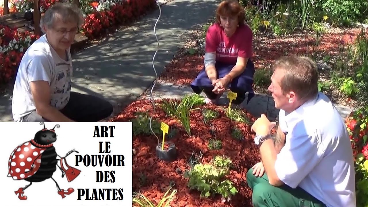 chaine de jardin:Comment faire une Plantation d'un massif de vivaces: n°2