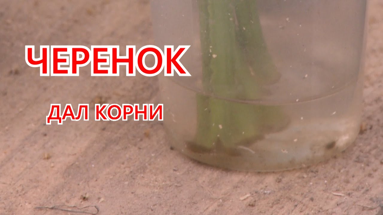 Черенок дал корни. Способы посадки картофеля.