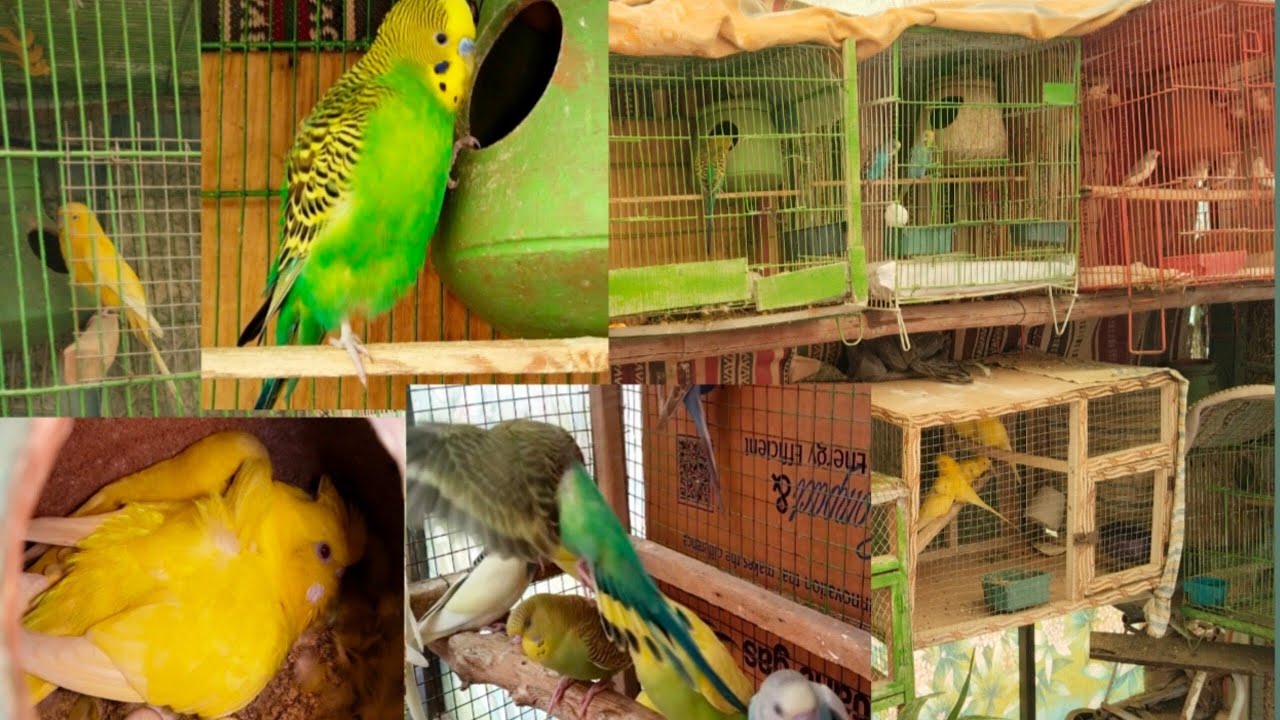 Exciting News! Mere Parrots Ne Dobara Eggs Diye & New Budgies Ka Welcome 🥰🎉