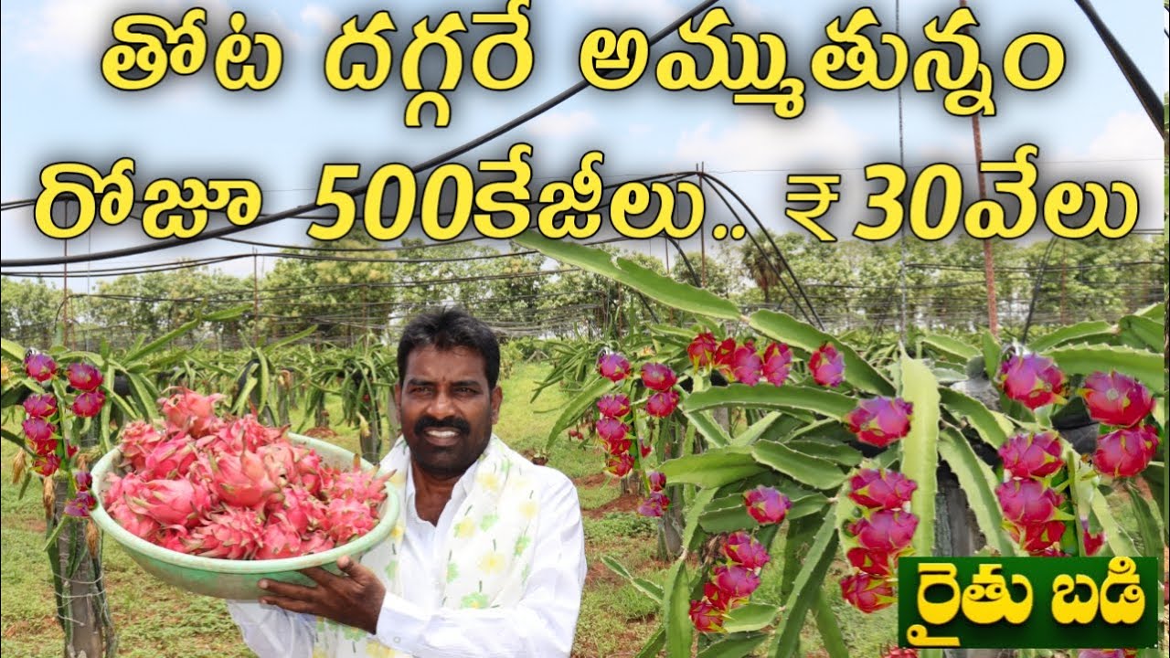 డ్రాగన్ ప్రూట్.. తొలి ఏడాది ఎకరానికి లక్షన్నర రాబడి | Dragon Fruit | తెలుగు రైతుబడి