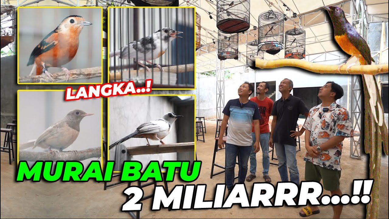 GIL4AAA..! KOLEKSI SULTAN BIKIN KANTONG LEMES..! MURAI BATU WARNA 2 MILIARRR..!!