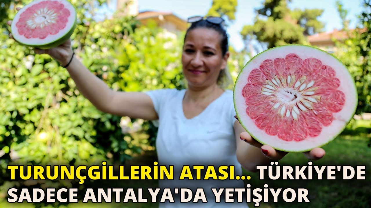 Turunçgillerin atası pomelo, sadece Antalya'da yetişiyor