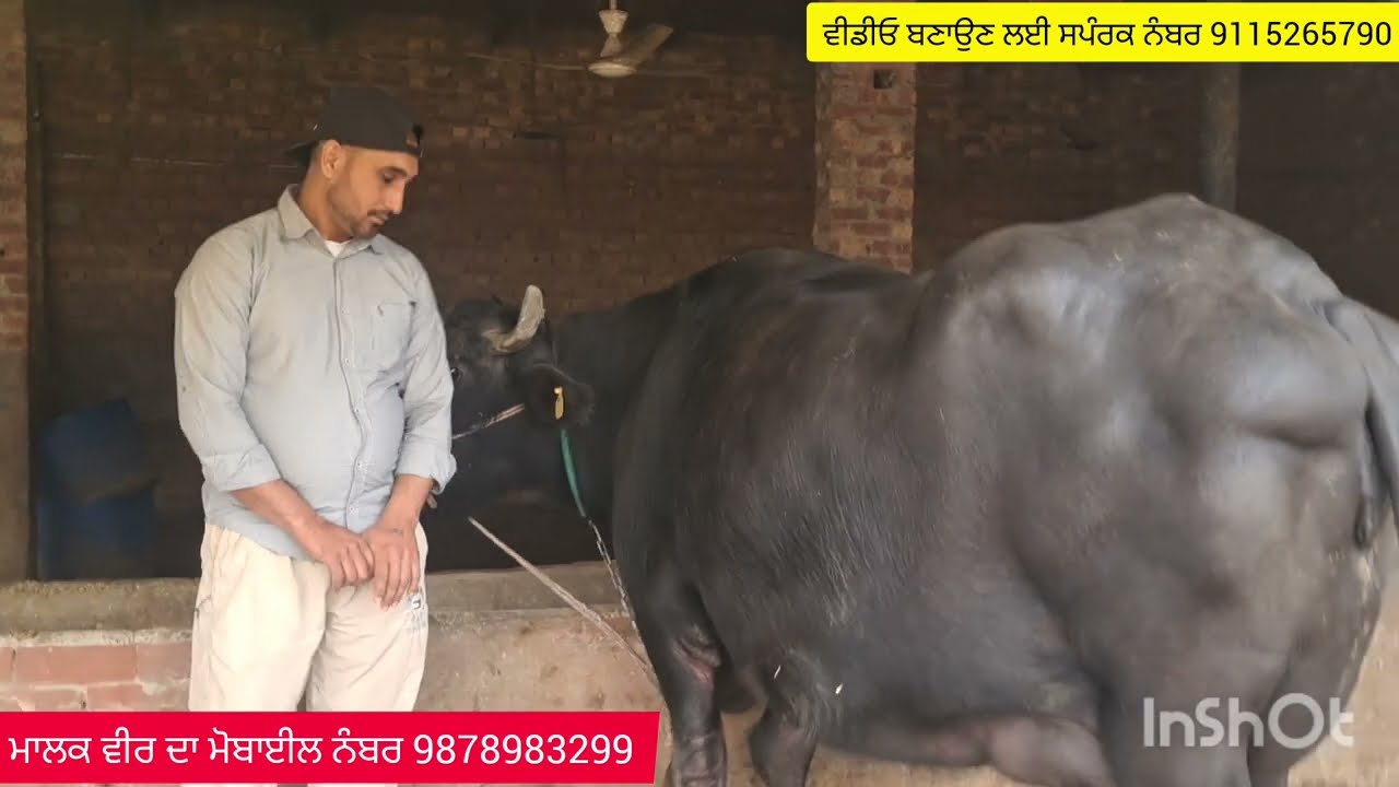 ਘਰੇਲੂ ਮੱਝ ਵਿਕਾਓ ਵਾਜਿਬ ਰੇਟ  ਪਿਛਲੇ  ਸੂਏ ਦਾ ਦੁੱਧ 20+ ਮੋਬਾਈਲ ਨੰਬਰ 9878983299  ਪਿੰਡ  ਧੌਲਾ  ਜਿਲਾ  ਬਰਨਾਲਾ