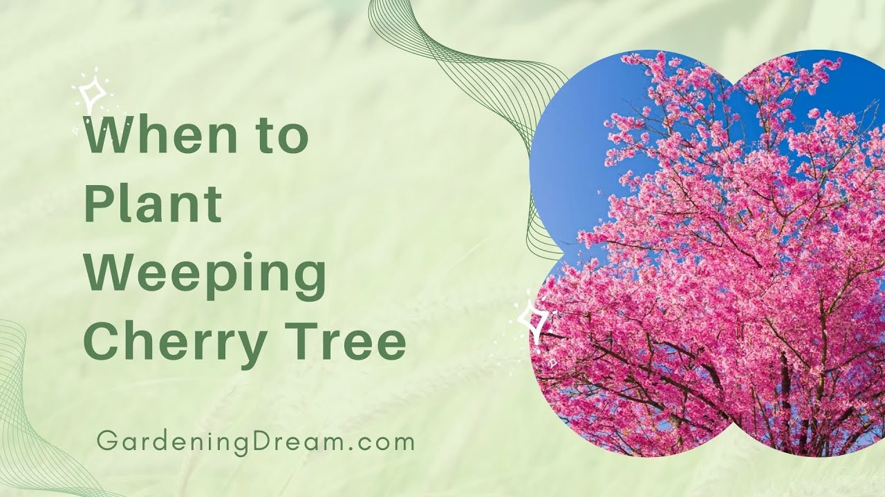 When to Plant Weeping Cherry Tree