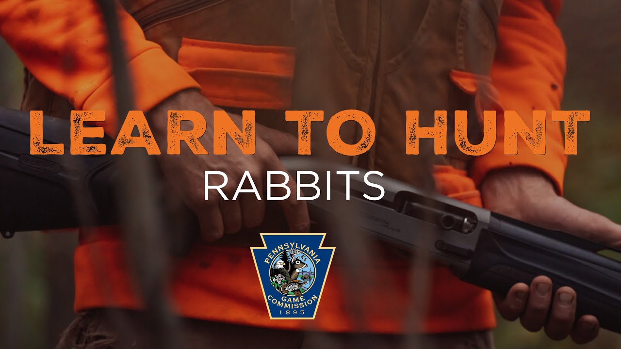 Learn to Hunt Rabbits