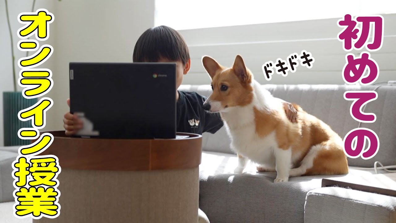 大真面目にオンライン授業に参加するコーギー