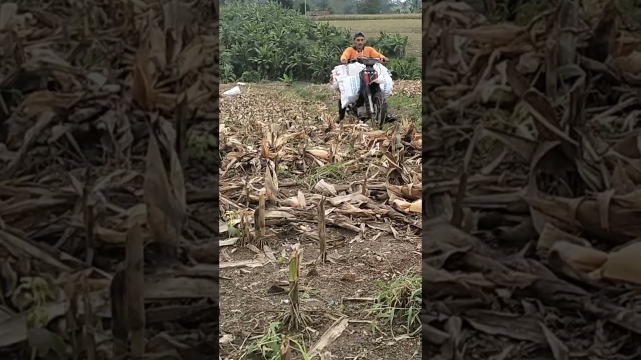 Angkut buah jagung setelah dikupas